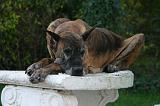 DOGUE ALLEMAND 904